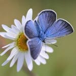 butterfly on daisy