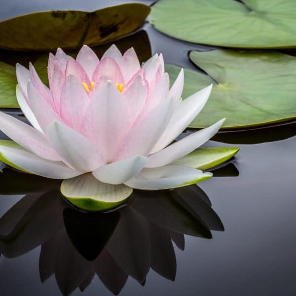 Introduction to Meditation 4 week course